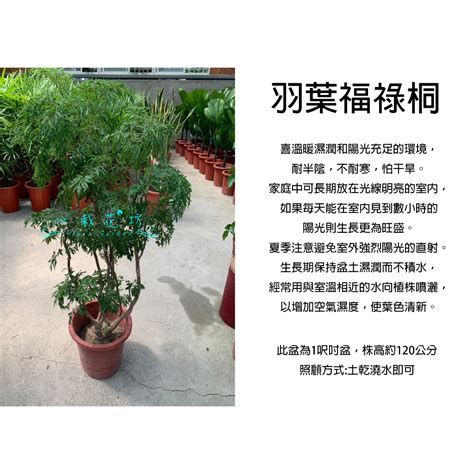 福祿桐功效|裂葉福祿桐的神奇功效與養護指南 – 植物盆栽綠寶典